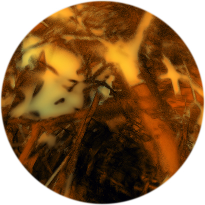 Forest (frame)