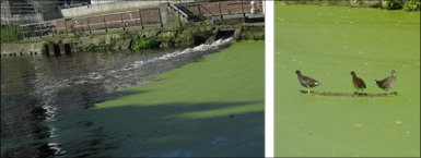 effluent, ducks: Canal Robaix